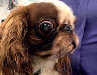 Chronic Corneal Irritation in Brachycephalic Dogs